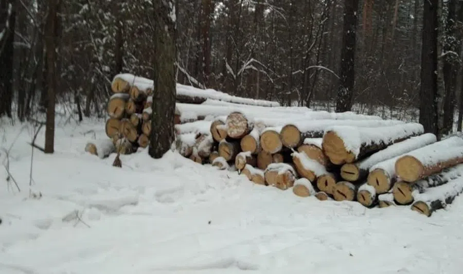 «Хорошенькие деревья спилили»: В Бердске жители Нового поселка заявили о незаконной вырубке в районе зоны отдыха «Сосновка»
