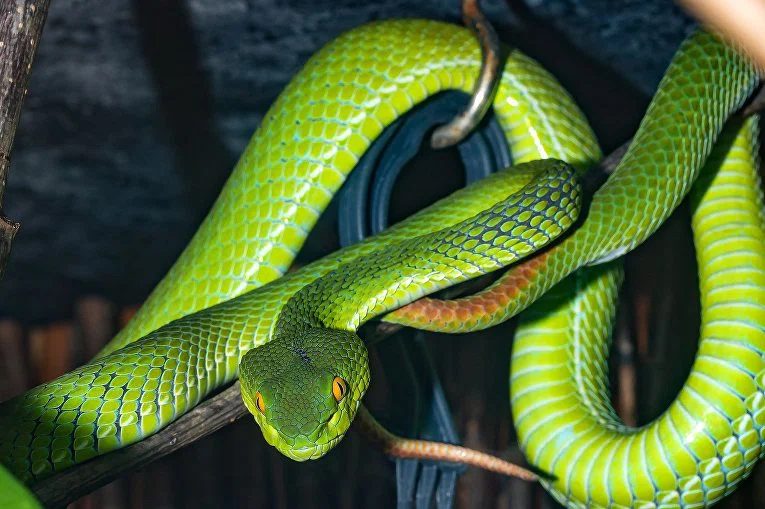 Змея укусила 5-летнюю девочку в лицо в контактном зоопарке