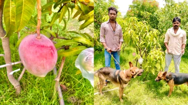 Фермер из Индии случайно вырастил самое дорогое в мире манго