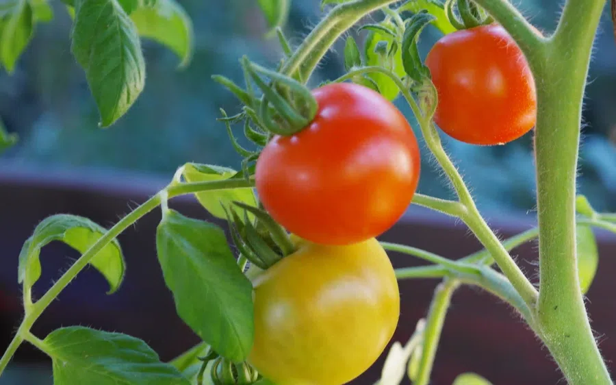 Благоприятные и неблагоприятные дни для посадки томатов в марте и апреле 2022 года по лунному календарю: главные советы по уходу за рассадой помидоров