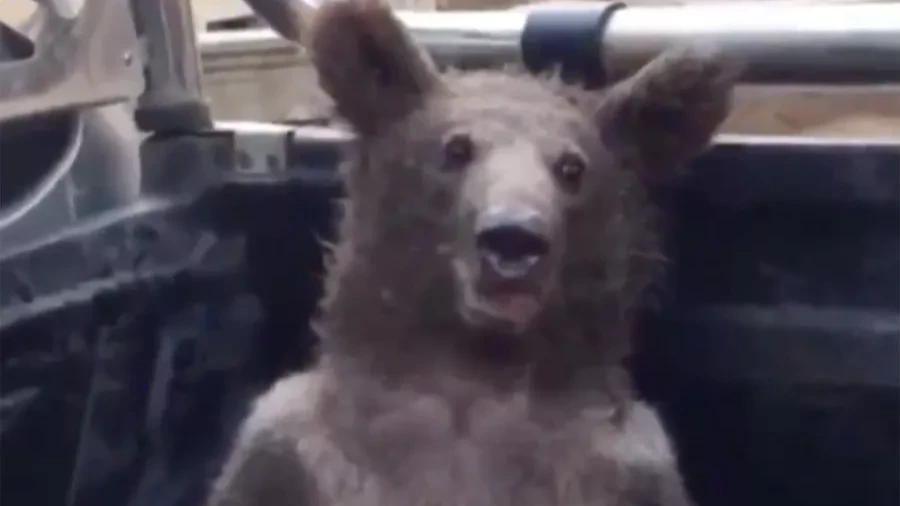 В Турции медведь забрался в пикап и объелся самого дорого в мире «бешенного меда» и опьянел - видео 