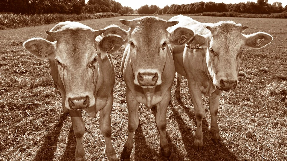 17 апреля - День танцующей коровы (Dancing Cow Day) - Дания. Фото: pixabay.com