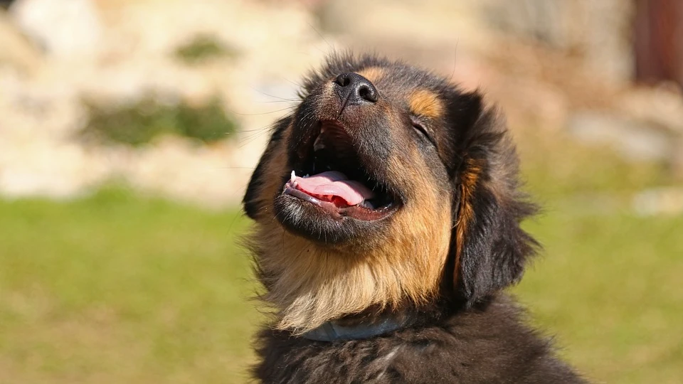 День «Никаких щенков из зоомагазина» (National No Pet Store Puppies Day) - США. Фото: pixabay.com
