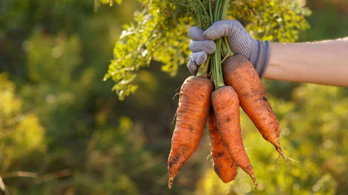 Как посадить морковь в зиму – в сентябре и октябре, чтобы получить богатый урожай уже в начале лета – хорошие и плохие дни осени 