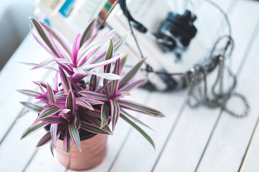Мифы о комнатных растениях: может ли кухонная губка помочь вашим растениям зацвести?