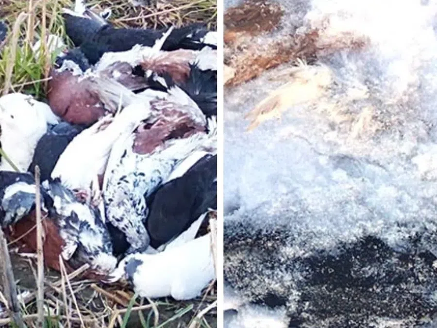 В Бердске более 100 мертвых голубей выбросили на бывшую территорию собачьего приюта «Надежда»