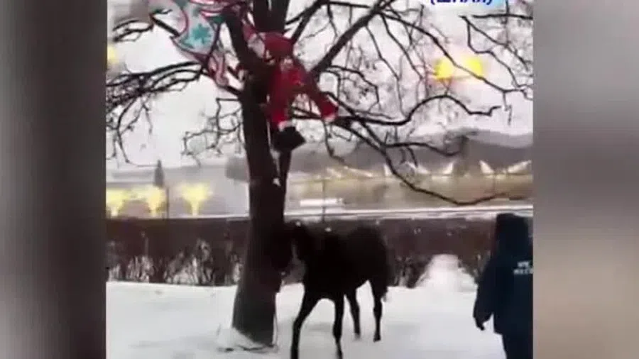 В Москве спасатели сняли с дерева Санта-Клауса: Лошадь подсказала, что персонажу нужна помощь