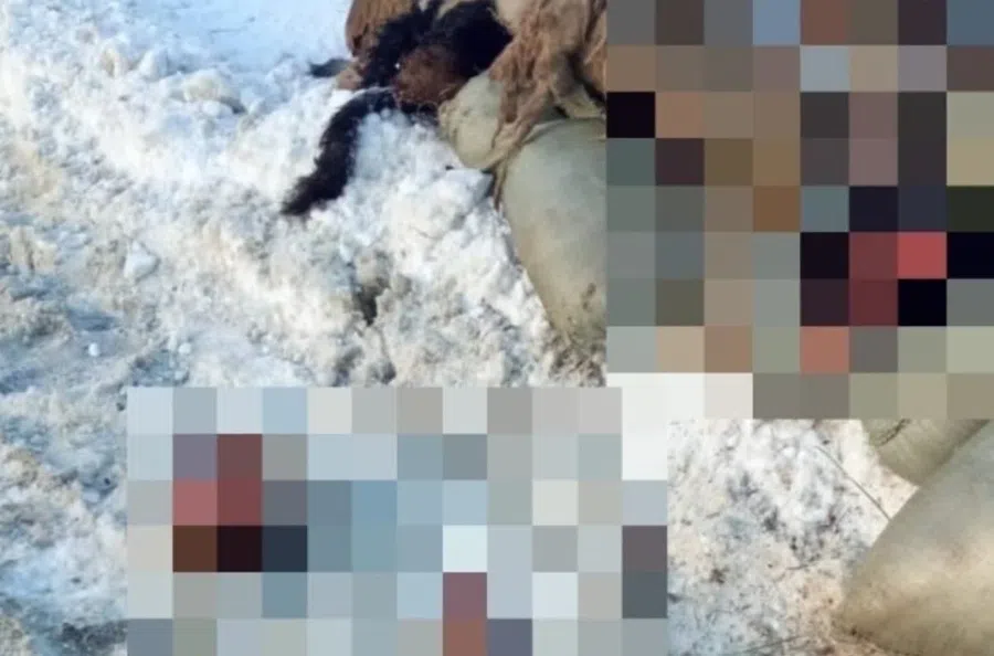 «Это ужасно»: В Бердске горожан напугали головы и шкуры мертвых баранов вблизи трассы Р-256