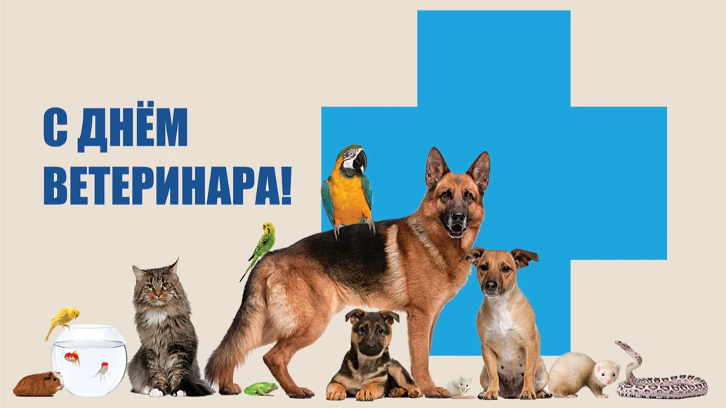 Добрые открытки и милые слова в День ветеринара всем профессионалам 31 августа