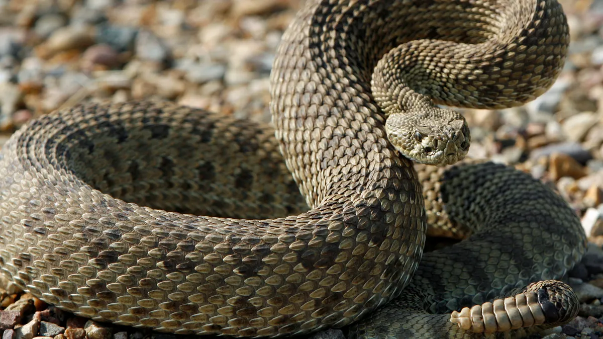 Змеи всегда были потенциально опасны для человека. Фото: pxhere.com