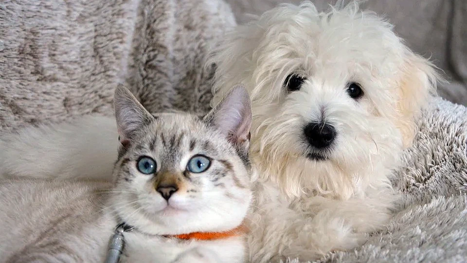 Некоторые ветеринары советуют владельцам кошек и собак на специальной лечебной диете закупать корм впрок. Фото: pixabay.com