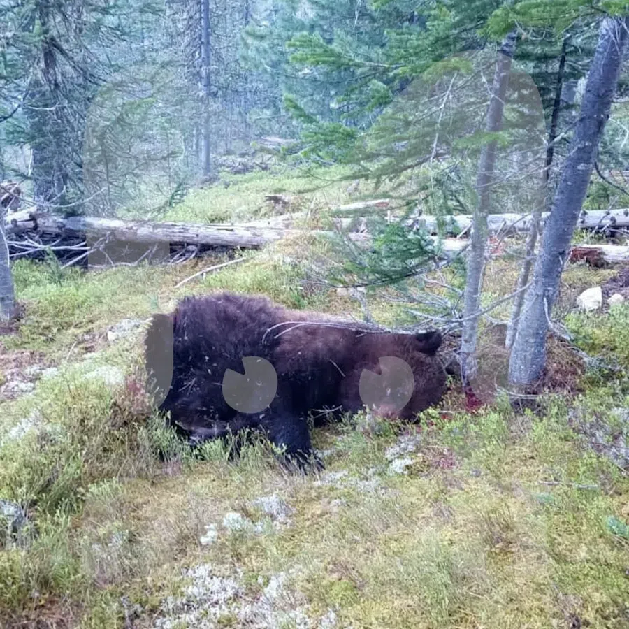 Новые подробности трагедии в Красноярском крае: Спасатели застрелили медведя, который задрал подростка-туриста