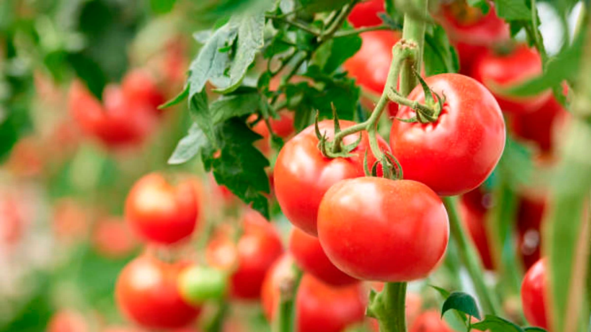 Как правильно ухаживать за помидорами, чтобы получить богатый урожай - 5  главных дел в уходе за томатами для огородника 