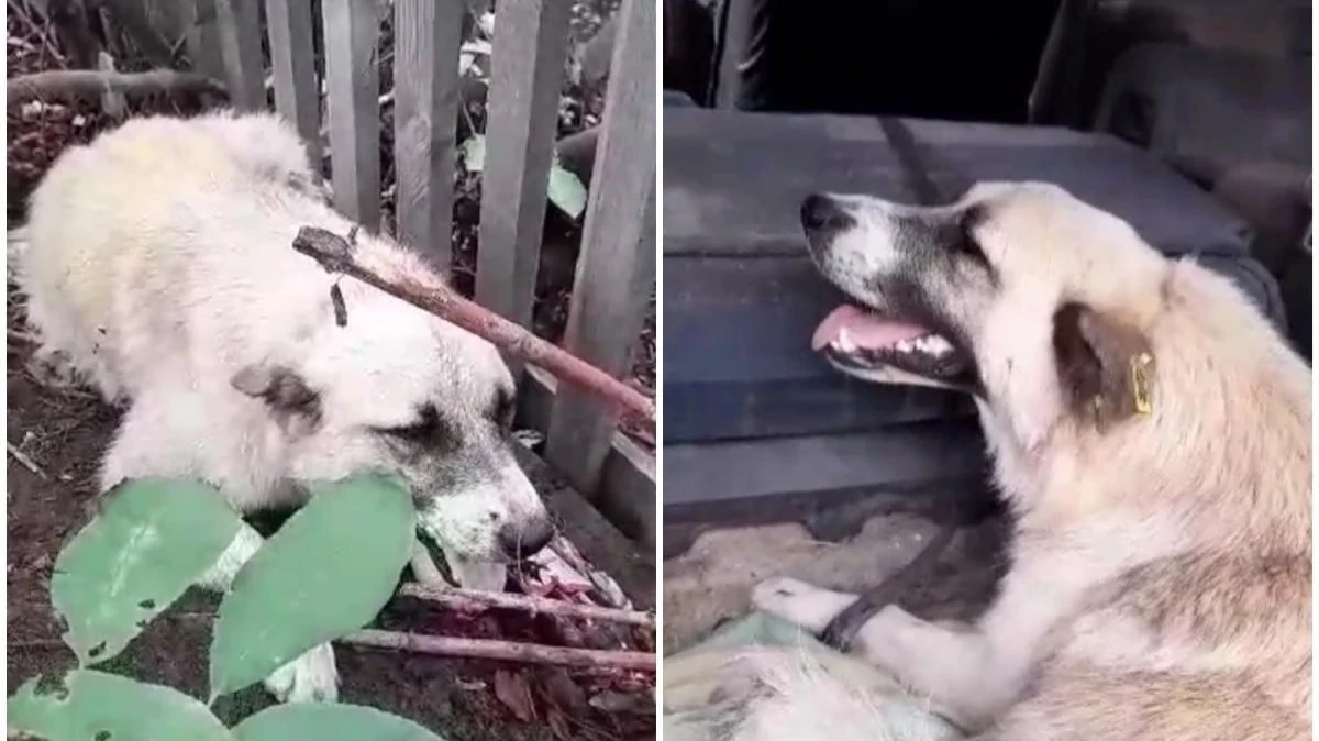 «Ее визг заглушил музыку» В Новосибирске водитель специально сбил собаку 