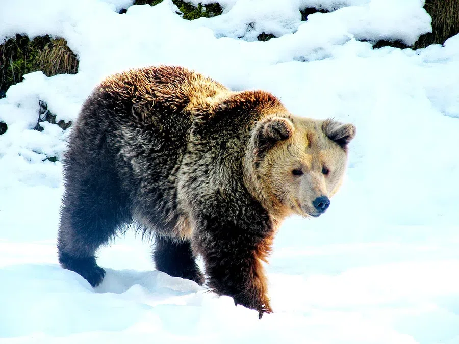 Медведь-шатун с раненой лапой выскочил на детей в поле рядом с Бердском