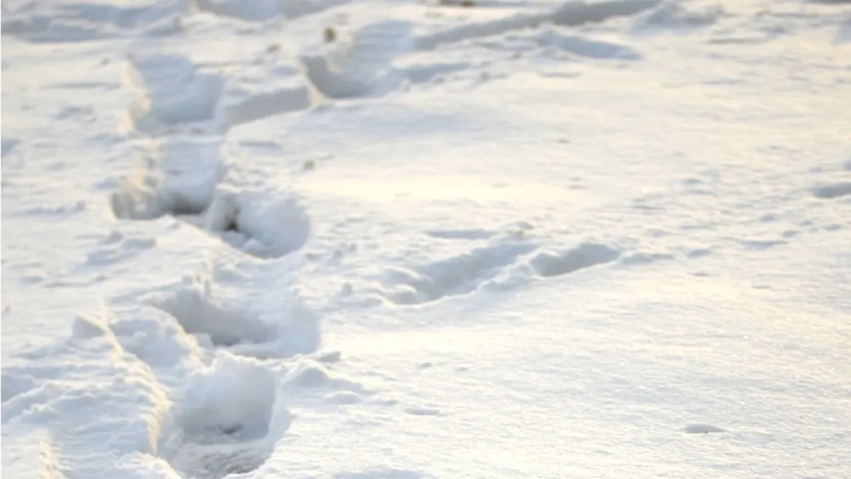 Под Новосибирском в снегу нашли тело 5—летней девочки — мать убил мигрант Фарход
