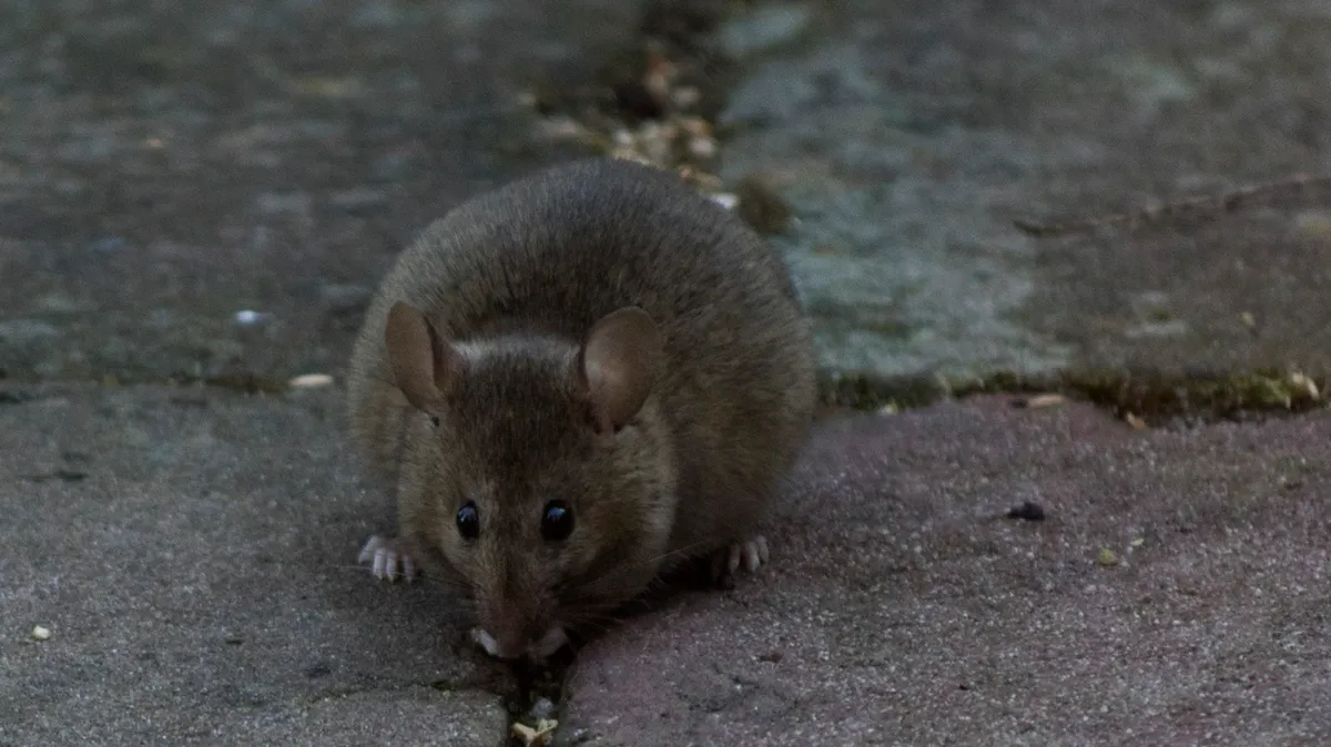 Нашествие крыс в Новосибирске: жители Дзержинского района бьют тревогу, грызуны обитают около метро «Золотая Нива» – видео