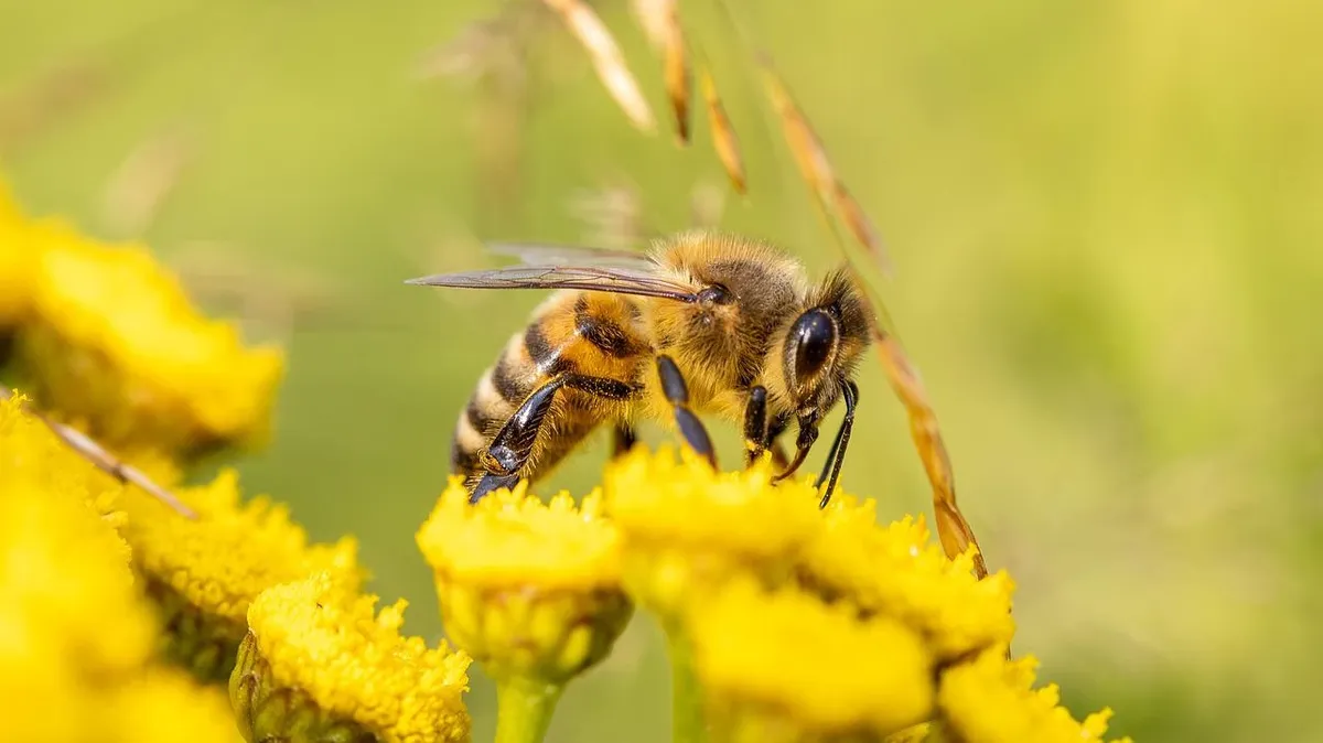 Новый смертельный вирус уничтожает пчел по всему миру. Ученые Германии назвали его «вирусом деформированного крыла»