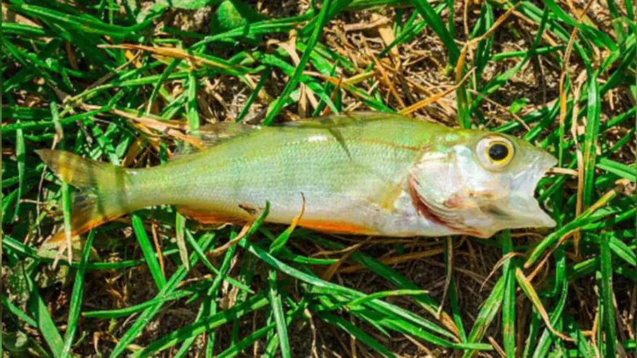«Это не шутка!»: рыба падала с неба на головы жителям города в виде дождя в Техасе
