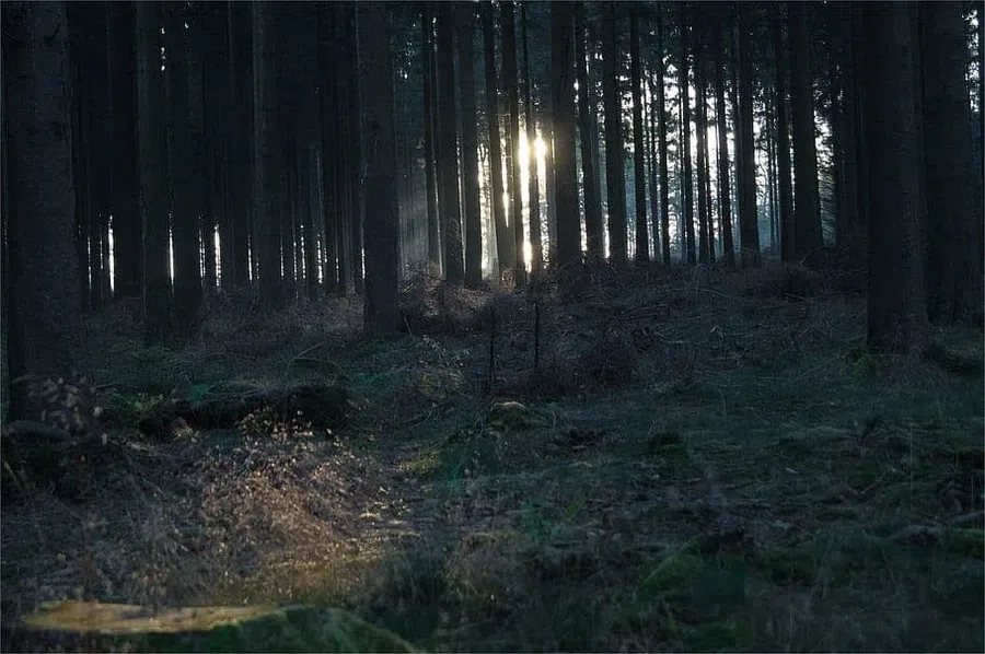 В Гусь-Хрустальном 10-летнюю девочку нашли в лесу рядом с телом матери