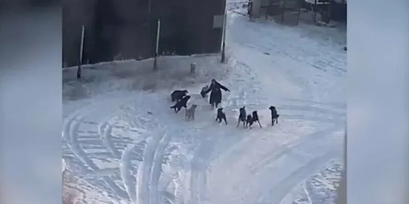 Растерзанный собаками труп женщины нашли на ипподроме в Якутске. Чиновники ответят по уголовной статье