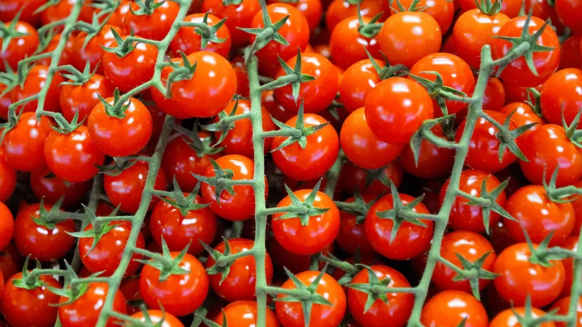 Благоприятные и неблагоприятные дни для пикировки томатов и перцев в конце марта 2022 года, хорошие и плохие дни апреля 2022