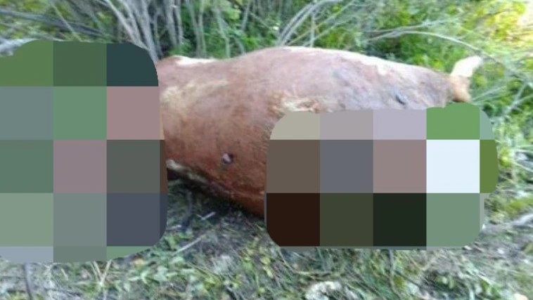 В Новосибирской области медведь вырвал позвоночник корове и растерзал стадо