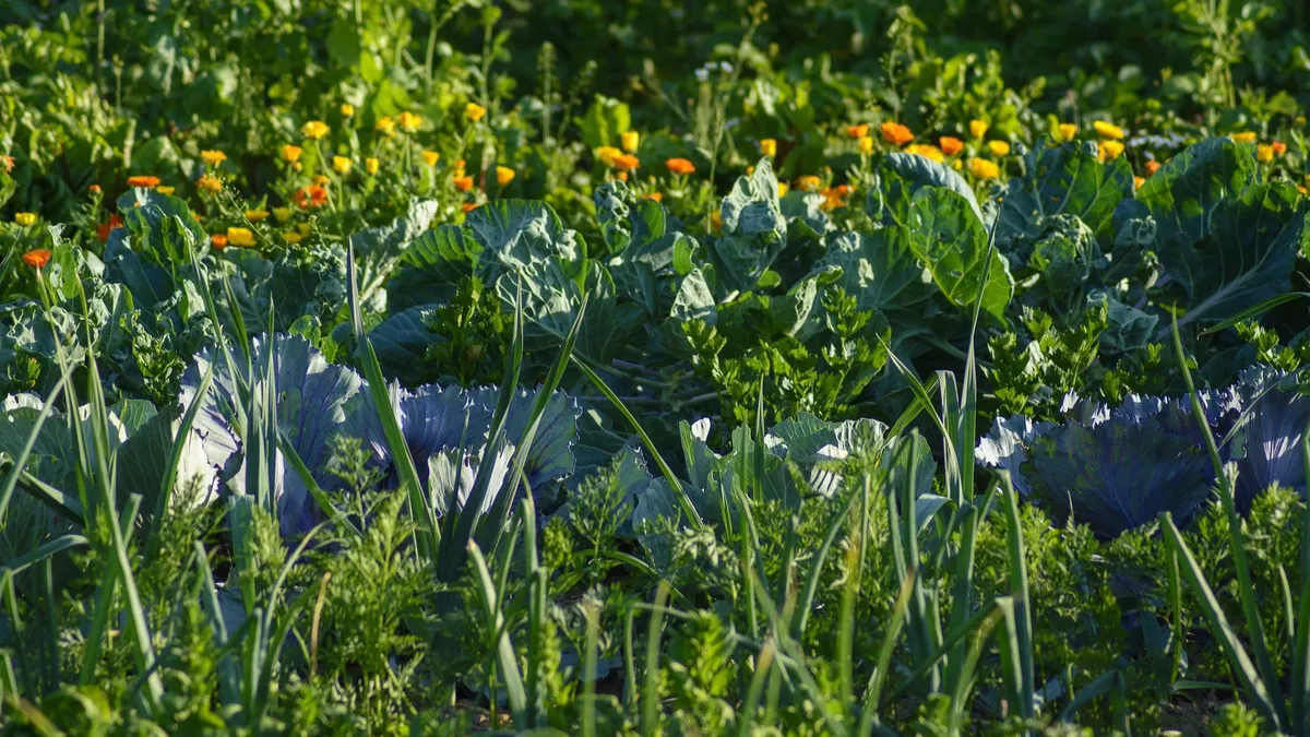 Когда сажать: Лучшие дни для посева моркови, огурцов, лука и чеснока в мае и июне 2022 года