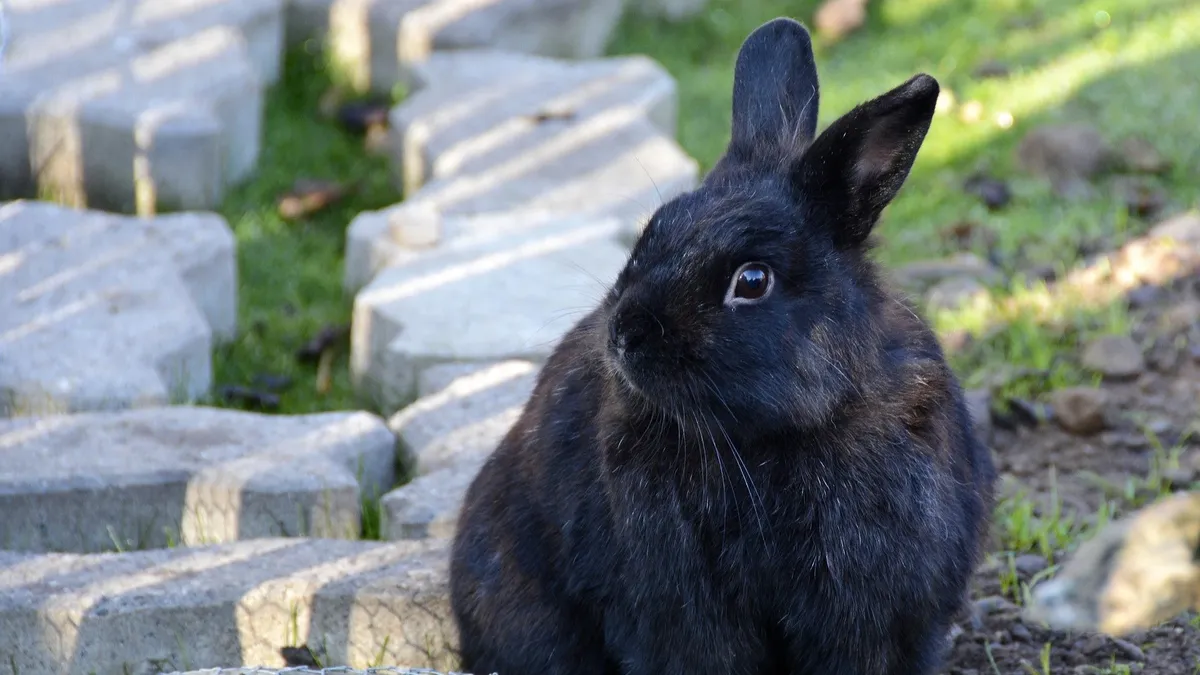 Черный Кролик будет призывать к покою. Фото: pxhere.com