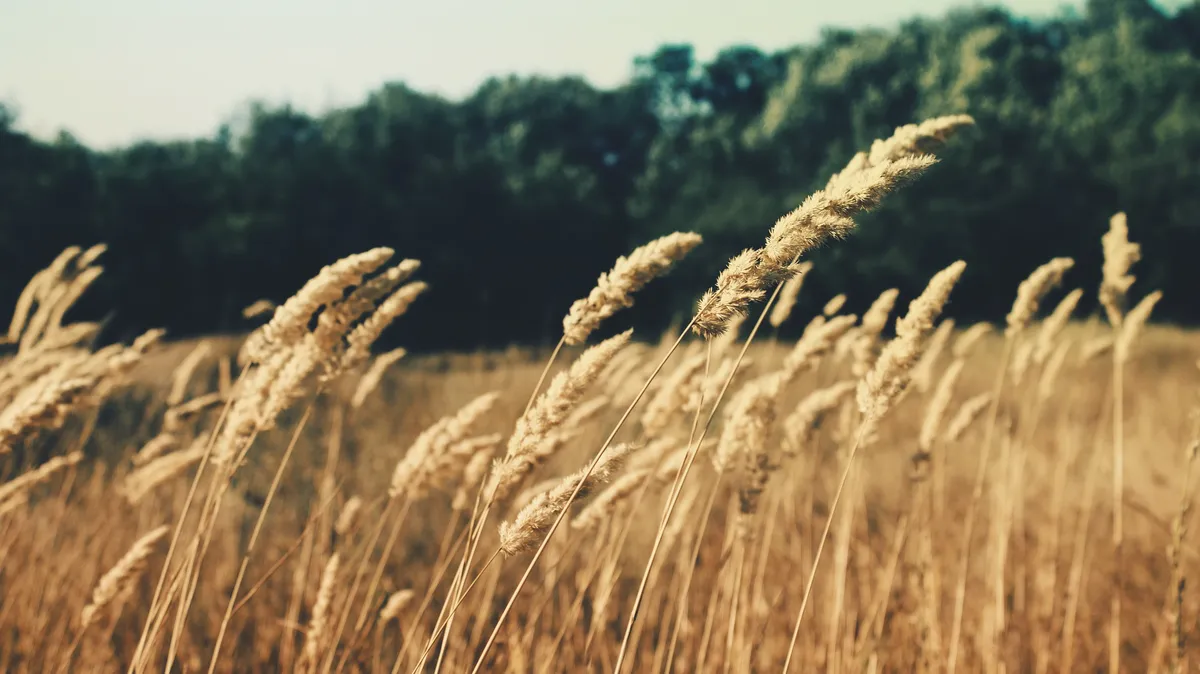 В России на 27 процентов рухнул экспорт пшеницы