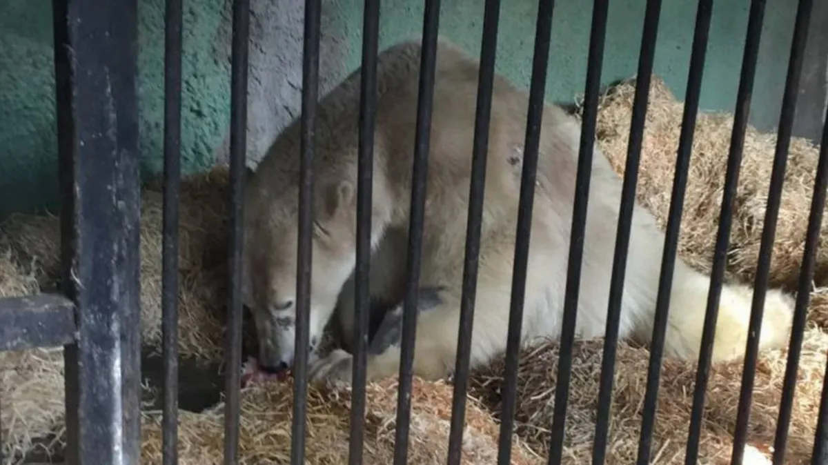 Медики Московского зоопарка отказались усыплять раненого краснокнижного медведя с Диксона 