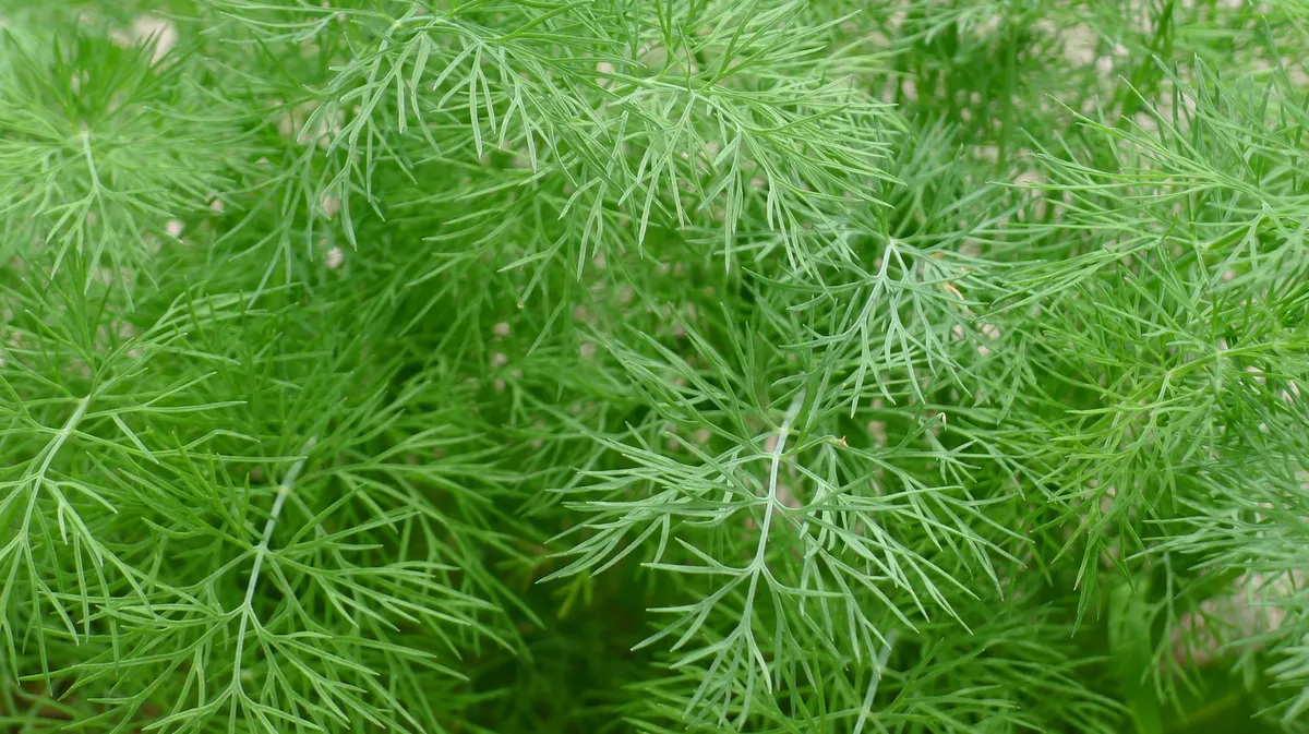 Укроп является одним из самых популярных растений на огороде. Фото: Pxfuel.com