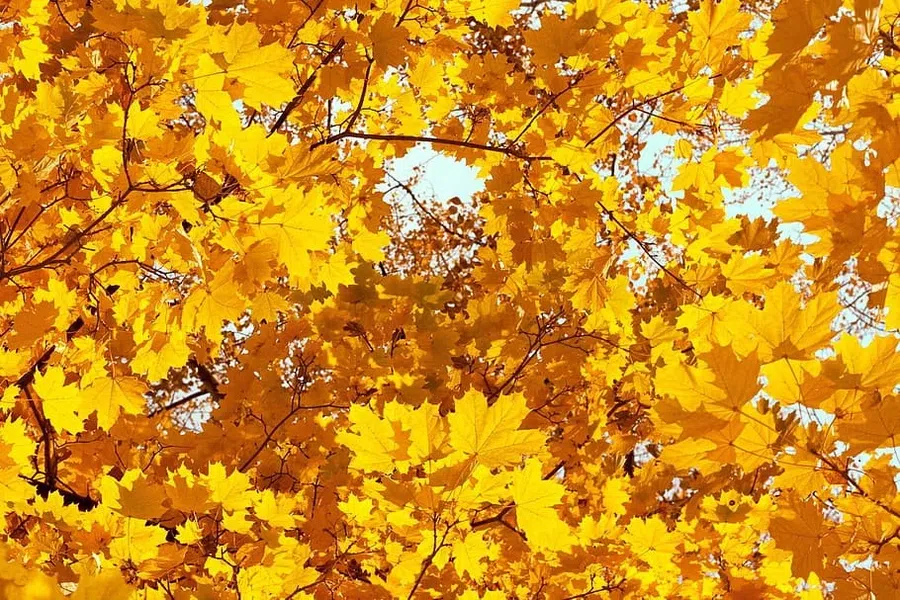 дерево, осень, желтые листья