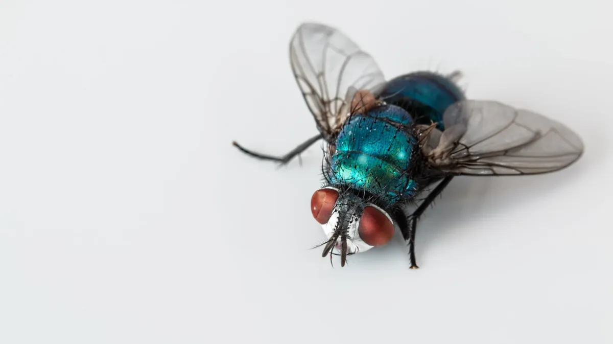 Избавиться от мух крайне просто. Фото: Pxfuel.com