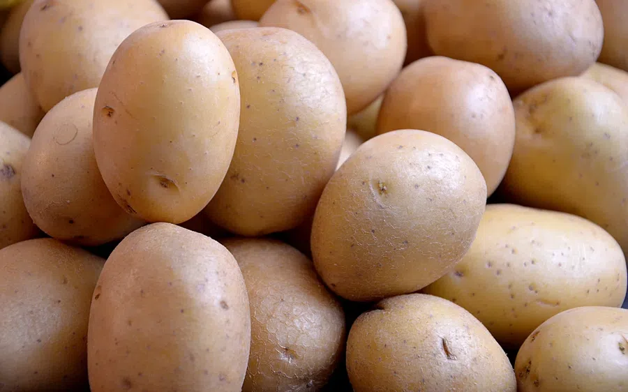 Как подготовить картофель к посадке: благоприятные дни по лунному для рассады. Как отобрать лучшие семена