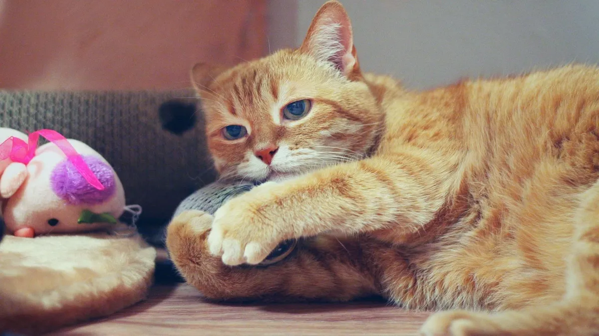 Кошки и котята очень любят играть: какие игрушки люди могут курить своим домашним хищникам – и они будут с ними резвиться 