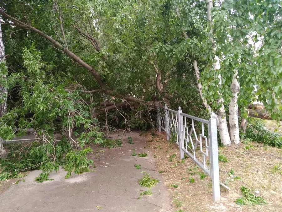 Ветер вырвал дерево на Первомайской