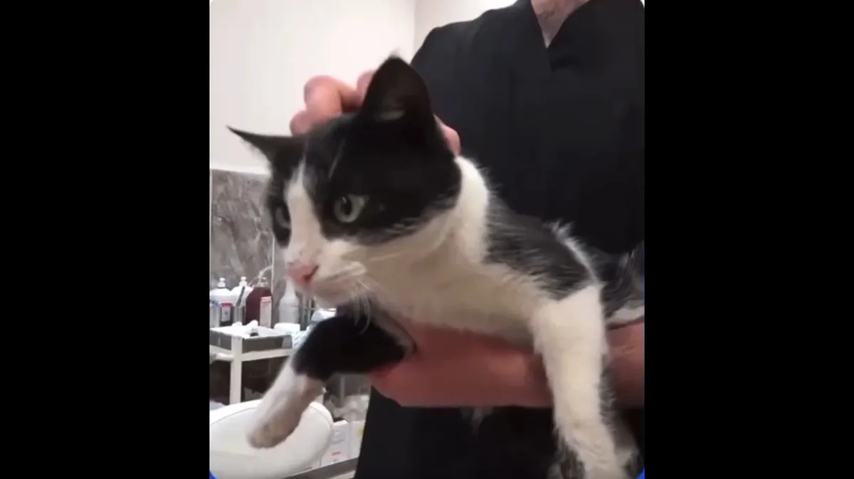 В Турции кот со сломанной лапой сам пришел в больницу, чтобы ему оказали помощь