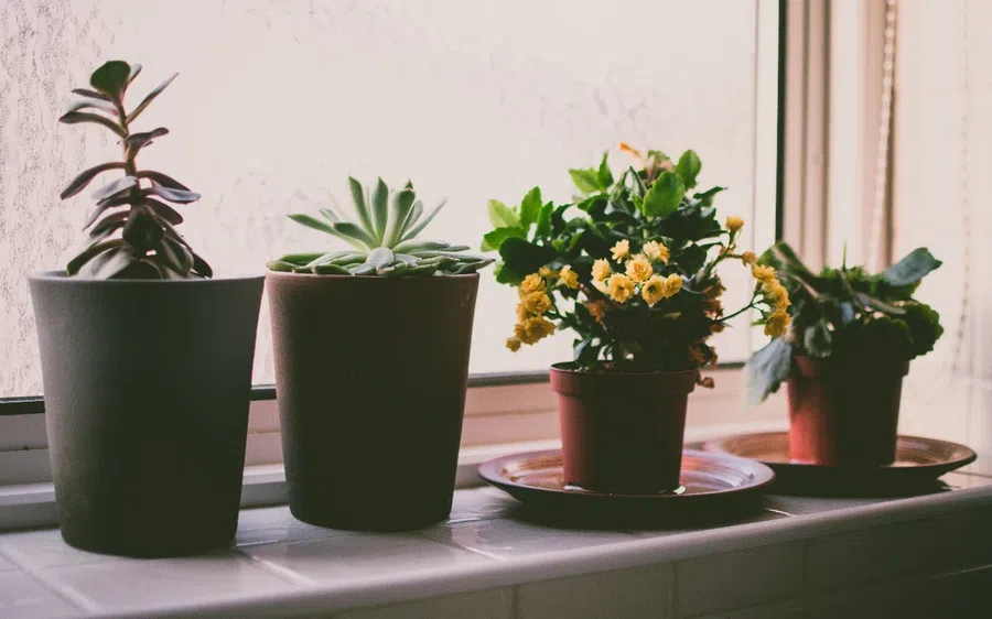 Почему комнатные растения постоянно умирают дома: 10 главных причин и как с ними бороться
