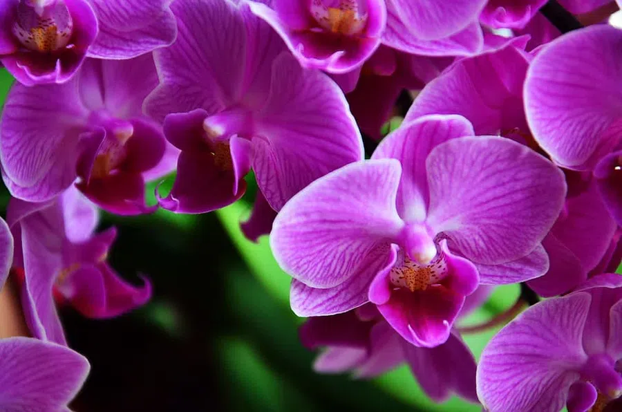Как часто вы поливаете орхидею? Лучший индикатор сухости цветка и советы экспертов по сохранению растений