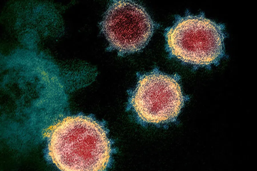 Т-клетки от перенесенной простуды защищают от заражения коронавирусом