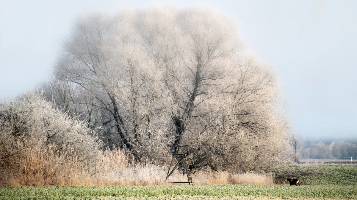 Изморозь на деревьях предрекает морозную зиму.
Фото: pxhere.com
