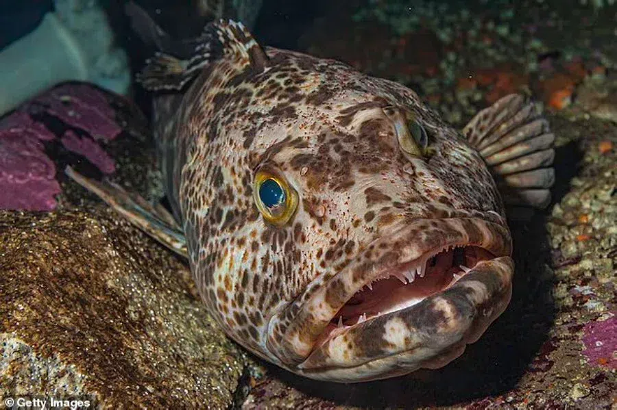 Удивительная рыба линкод с 555 зубами: ежедневная линька зубов включает по 20 штук и они вырастают за сутки
