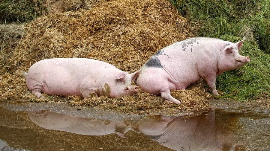 Свинья близка человеку: почему свиньи при идентичном строении внутренних органов в отличие от человека практически не болеют коронавирусом и не передают его друг другу