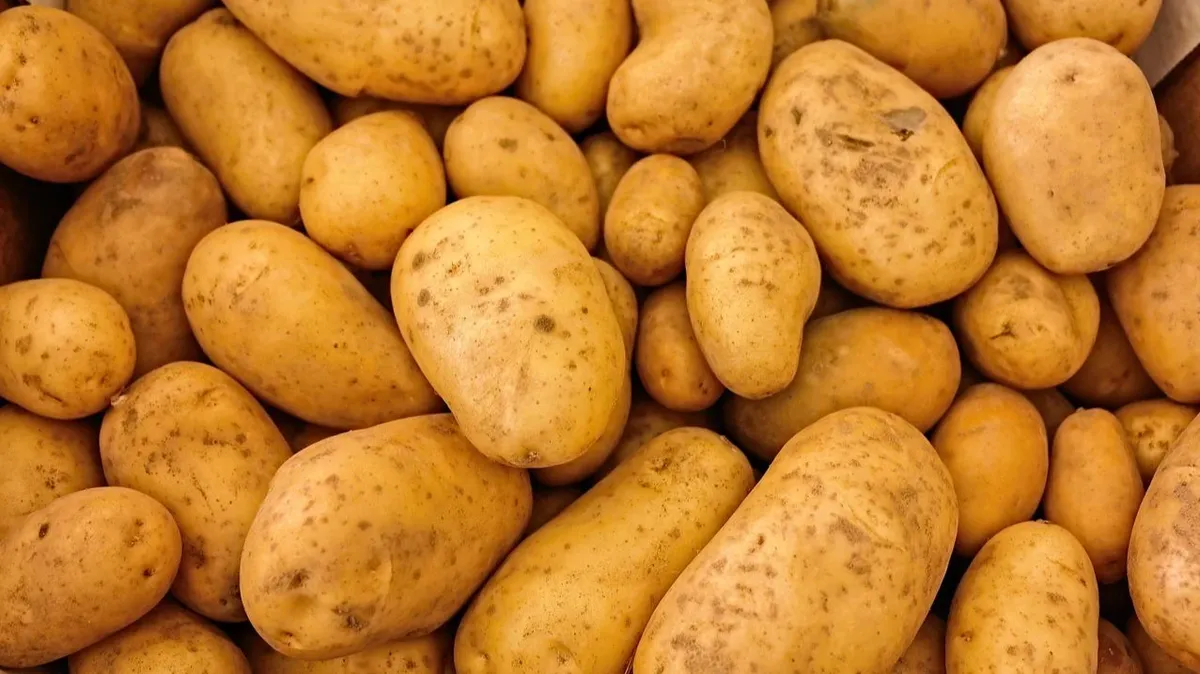 Как правильно сажать картошку, чтобы был хороший урожай. Лунный календарь хороших и опасных дней для посадки картофеля апрель, май, июнь 2022 года