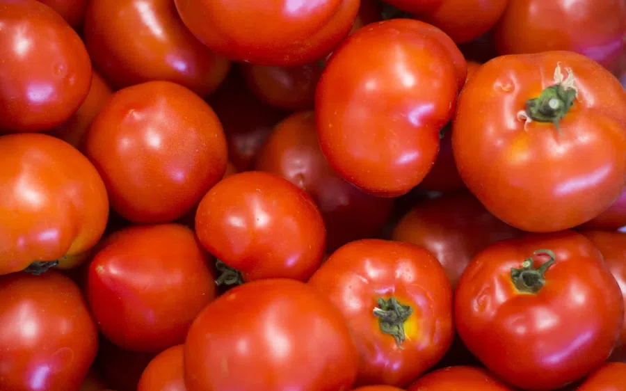Ранние сорта томатов на посев для открытого грунта: лучшие разновидности икакие пригодны для салатов и