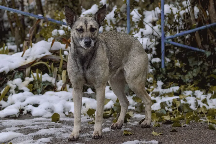 В Якутске введен режим ЧС после зверского нападения стаи собак на женщину: Мобилизованы вся техника и люди
