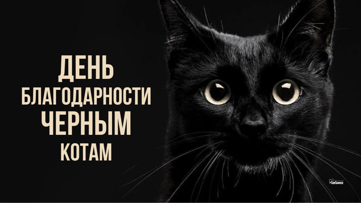 Сказочные открытки и остроумные стихи в День благодарности черным котам 17 августа