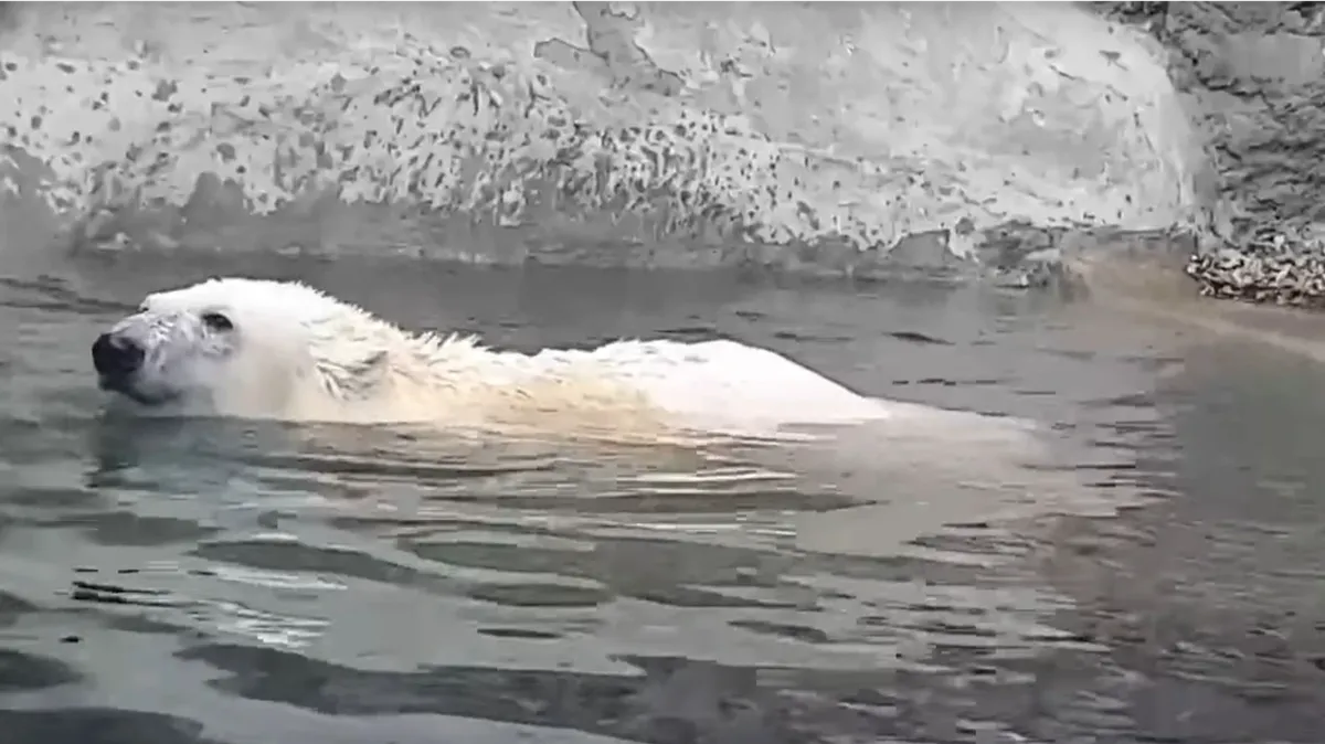 В Московском зоопарке белый медведь Диксон начал свой день с плавания - видео