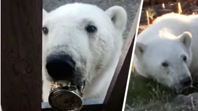 Ветеринары успешно извлекли банку сгущенки из пасти белого медведя в Красноярском крае. За судьбой мишки наблюдала вся страна. Видео спасения